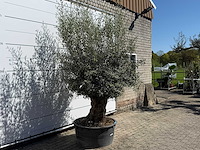 Olijfboom bonsai - olea europaea - ca. 75 jaar oud - hoogte ca. 250 cm - afbeelding 3 van  10