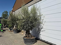 Olijfboom bonsai - olea europaea - ca. 75 jaar oud - hoogte ca. 250 cm - afbeelding 4 van  10