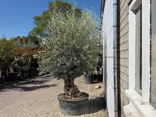 Olijfboom bonsai - olea europaea - ca. 75 jaar oud - hoogte ca. 250 cm - afbeelding 5 van  10