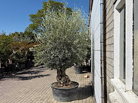 Olijfboom bonsai - olea europaea - ca. 75 jaar oud - hoogte ca. 250 cm - afbeelding 5 van  10