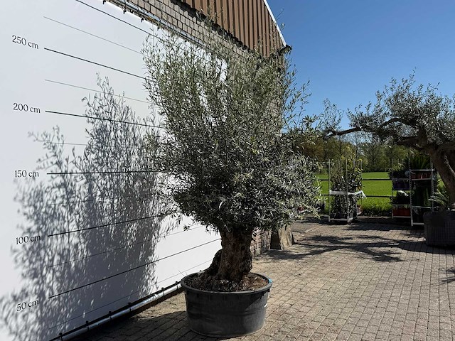 Olijfboom bonsai - olea europaea - ca. 75 jaar oud - hoogte ca. 250 cm - afbeelding 6 van  10