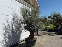 Olijfboom bonsai - olea europaea - ca. 75 jaar oud - hoogte ca. 250 cm - afbeelding 6 van  10