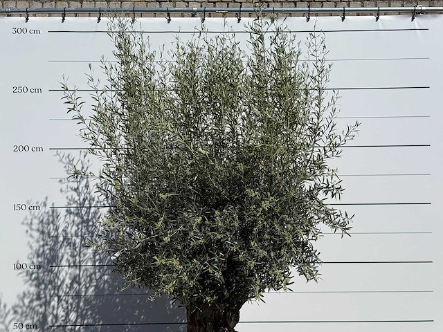 Olijfboom bonsai - olea europaea - ca. 75 jaar oud - hoogte ca. 250 cm - afbeelding 7 van  10