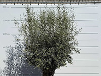 Olijfboom bonsai - olea europaea - ca. 75 jaar oud - hoogte ca. 250 cm - afbeelding 7 van  10