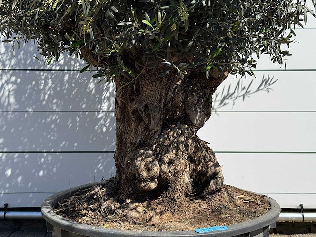 Olijfboom bonsai - olea europaea - ca. 75 jaar oud - hoogte ca. 250 cm - afbeelding 8 van  10