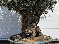 Olijfboom bonsai - olea europaea - ca. 75 jaar oud - hoogte ca. 250 cm - afbeelding 8 van  10