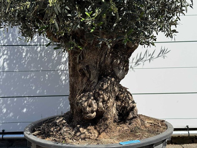 Olijfboom bonsai - olea europaea - ca. 75 jaar oud - hoogte ca. 250 cm - afbeelding 9 van  10