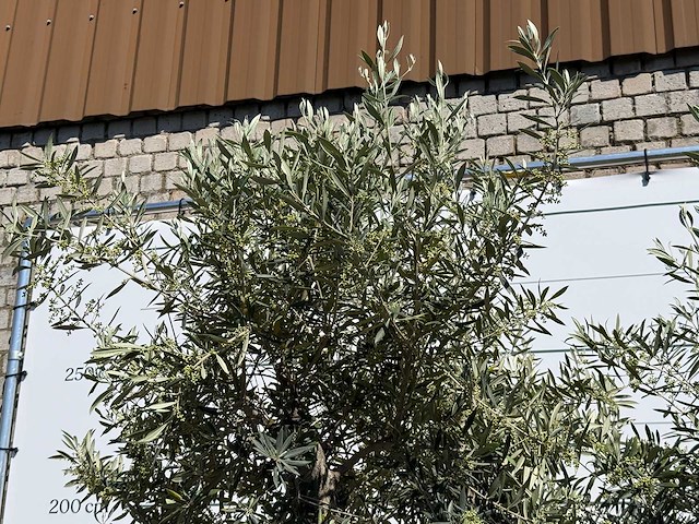 Olijfboom bonsai - olea europaea - ca. 75 jaar oud - hoogte ca. 280 cm - afbeelding 10 van  11