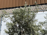 Olijfboom bonsai - olea europaea - ca. 75 jaar oud - hoogte ca. 280 cm - afbeelding 10 van  11