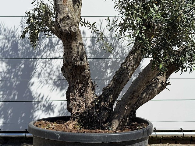 Olijfboom bonsai - olea europaea - ca. 75 jaar oud - hoogte ca. 280 cm - afbeelding 11 van  11