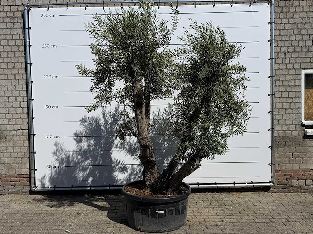 Olijfboom bonsai - olea europaea - ca. 75 jaar oud - hoogte ca. 280 cm - afbeelding 1 van  11