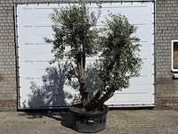Olijfboom bonsai - olea europaea - ca. 75 jaar oud - hoogte ca. 280 cm - afbeelding 1 van  11