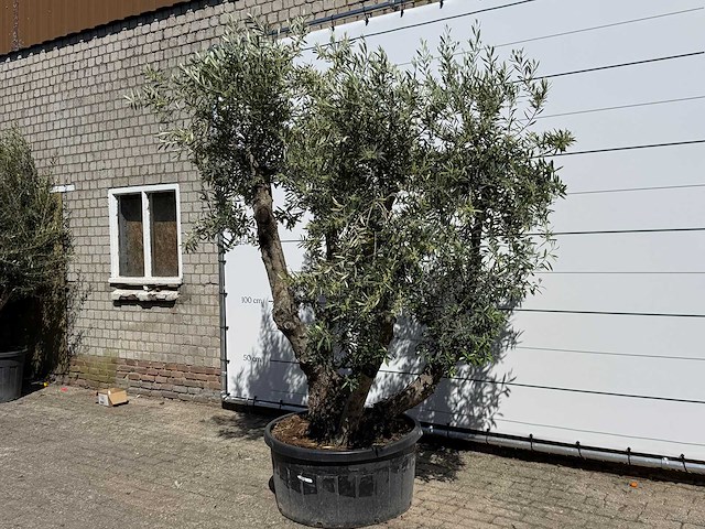 Olijfboom bonsai - olea europaea - ca. 75 jaar oud - hoogte ca. 280 cm - afbeelding 2 van  11
