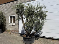 Olijfboom bonsai - olea europaea - ca. 75 jaar oud - hoogte ca. 280 cm - afbeelding 2 van  11
