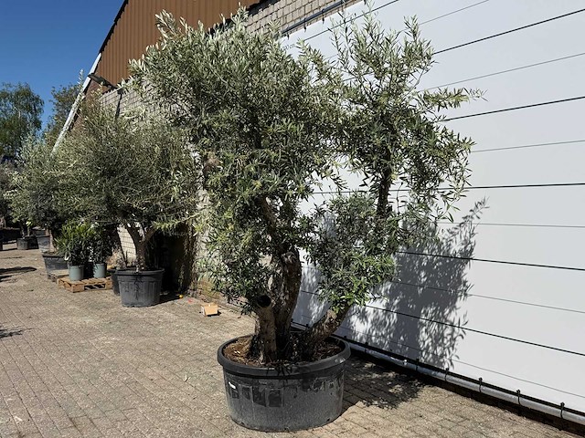 Olijfboom bonsai - olea europaea - ca. 75 jaar oud - hoogte ca. 280 cm - afbeelding 3 van  11