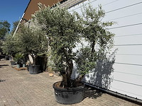 Olijfboom bonsai - olea europaea - ca. 75 jaar oud - hoogte ca. 280 cm - afbeelding 3 van  11