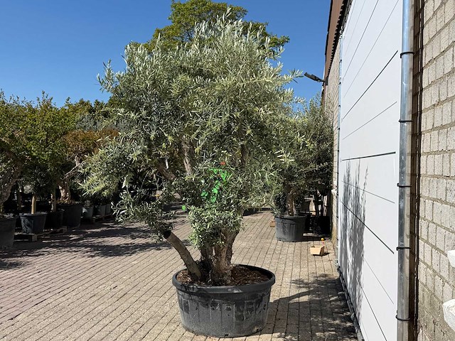 Olijfboom bonsai - olea europaea - ca. 75 jaar oud - hoogte ca. 280 cm - afbeelding 4 van  11