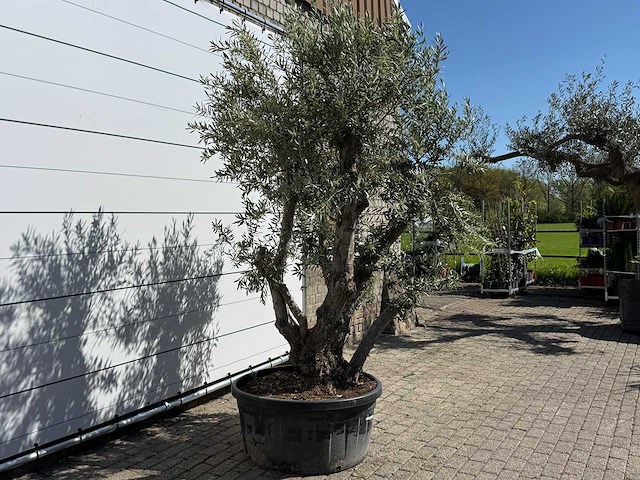 Olijfboom bonsai - olea europaea - ca. 75 jaar oud - hoogte ca. 280 cm - afbeelding 5 van  11