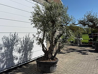 Olijfboom bonsai - olea europaea - ca. 75 jaar oud - hoogte ca. 280 cm - afbeelding 5 van  11