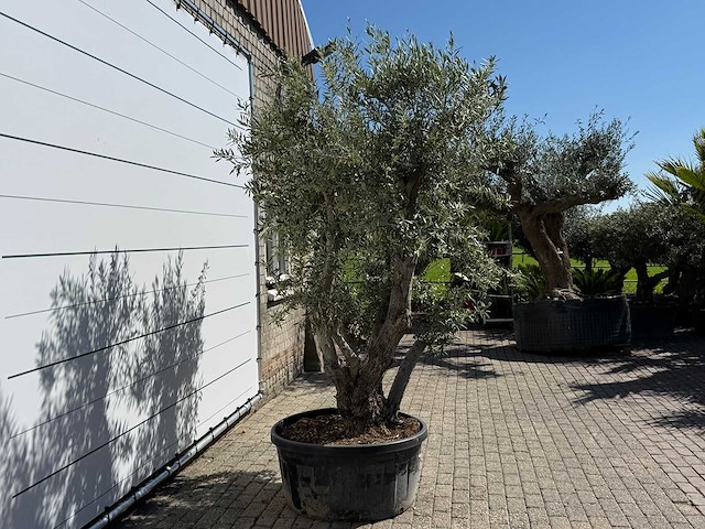 Olijfboom bonsai - olea europaea - ca. 75 jaar oud - hoogte ca. 280 cm - afbeelding 6 van  11