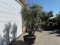 Olijfboom bonsai - olea europaea - ca. 75 jaar oud - hoogte ca. 280 cm - afbeelding 6 van  11