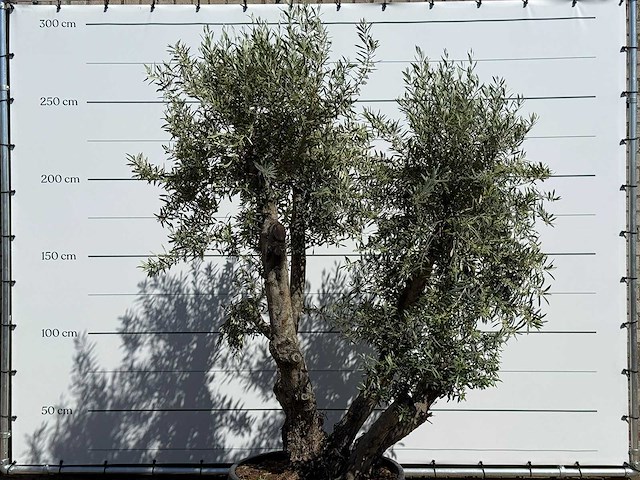 Olijfboom bonsai - olea europaea - ca. 75 jaar oud - hoogte ca. 280 cm - afbeelding 7 van  11