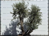 Olijfboom bonsai - olea europaea - ca. 75 jaar oud - hoogte ca. 280 cm - afbeelding 7 van  11