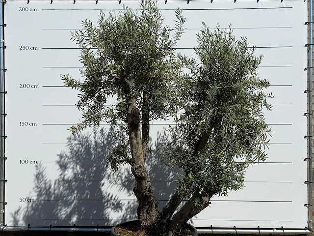 Olijfboom bonsai - olea europaea - ca. 75 jaar oud - hoogte ca. 280 cm - afbeelding 8 van  11