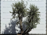 Olijfboom bonsai - olea europaea - ca. 75 jaar oud - hoogte ca. 280 cm - afbeelding 8 van  11