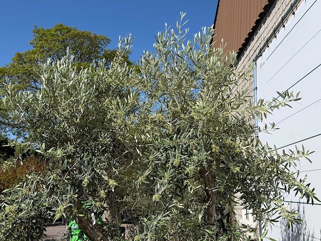 Olijfboom bonsai - olea europaea - ca. 75 jaar oud - hoogte ca. 280 cm - afbeelding 9 van  11