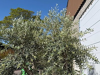Olijfboom bonsai - olea europaea - ca. 75 jaar oud - hoogte ca. 280 cm - afbeelding 9 van  11