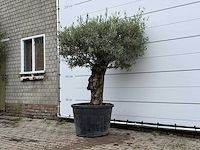 Olijfboom bonsai - olea europaea - ca. 80 jaar oud - hoogte ca. 200 cm - afbeelding 1 van  1