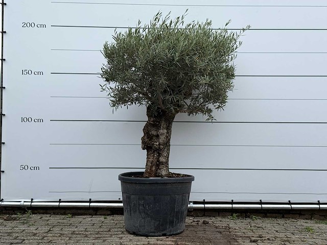 Olijfboom bonsai - olea europaea - ca. 80 jaar oud - hoogte ca. 200 cm - afbeelding 1 van  1