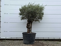 Olijfboom bonsai - olea europaea - ca. 80 jaar oud - hoogte ca. 200 cm