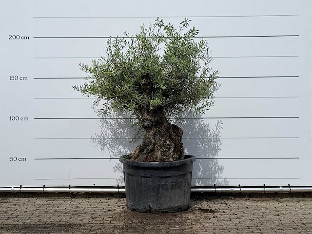 Olijfboom bonsai - olea europaea - ca. 80 jaar oud - hoogte ca. 200 cm - afbeelding 1 van  3