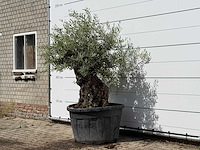 Olijfboom bonsai - olea europaea - ca. 80 jaar oud - hoogte ca. 200 cm - afbeelding 2 van  3