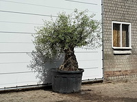 Olijfboom bonsai - olea europaea - ca. 80 jaar oud - hoogte ca. 200 cm - afbeelding 3 van  3
