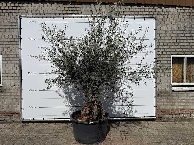 Olijfboom bonsai - olea europaea - ca. 80 jaar oud - hoogte ca. 220 cm - afbeelding 1 van  8