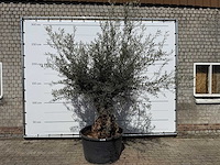 Olijfboom bonsai - olea europaea - ca. 80 jaar oud - hoogte ca. 220 cm - afbeelding 1 van  8