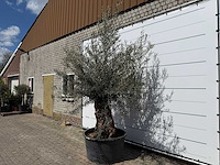 Olijfboom bonsai - olea europaea - ca. 80 jaar oud - hoogte ca. 220 cm - afbeelding 2 van  8