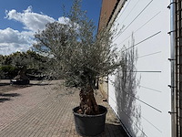 Olijfboom bonsai - olea europaea - ca. 80 jaar oud - hoogte ca. 220 cm - afbeelding 3 van  8