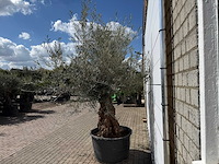 Olijfboom bonsai - olea europaea - ca. 80 jaar oud - hoogte ca. 220 cm - afbeelding 4 van  8
