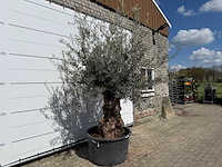 Olijfboom bonsai - olea europaea - ca. 80 jaar oud - hoogte ca. 220 cm - afbeelding 6 van  8
