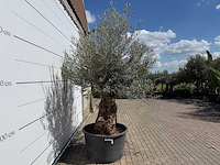 Olijfboom bonsai - olea europaea - ca. 80 jaar oud - hoogte ca. 220 cm - afbeelding 7 van  8