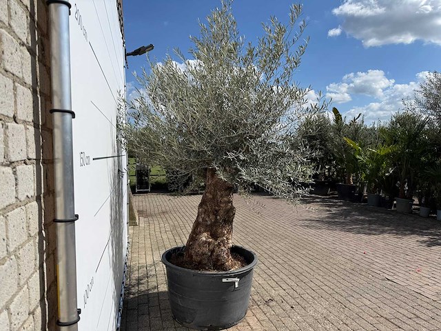 Olijfboom bonsai - olea europaea - ca. 80 jaar oud - hoogte ca. 220 cm - afbeelding 8 van  8