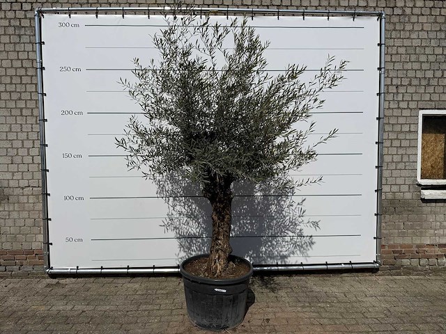 Olijfboom bonsai - olea europaea - ca. 80 jaar oud - hoogte ca. 220 cm - afbeelding 1 van  7