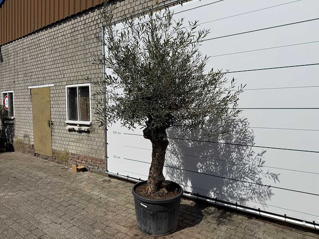 Olijfboom bonsai - olea europaea - ca. 80 jaar oud - hoogte ca. 220 cm - afbeelding 2 van  7