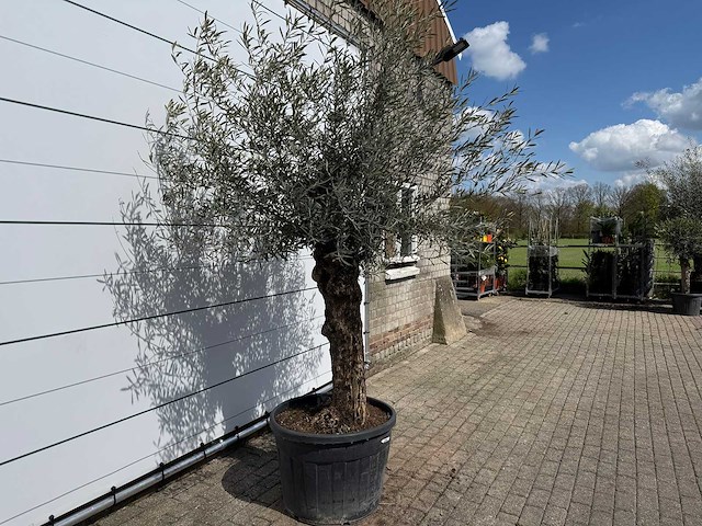 Olijfboom bonsai - olea europaea - ca. 80 jaar oud - hoogte ca. 220 cm - afbeelding 5 van  7