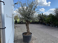 Olijfboom bonsai - olea europaea - ca. 80 jaar oud - hoogte ca. 220 cm - afbeelding 7 van  7