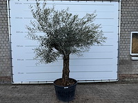 Olijfboom bonsai - olea europaea - ca. 80 jaar oud - hoogte ca. 220 cm - afbeelding 1 van  6